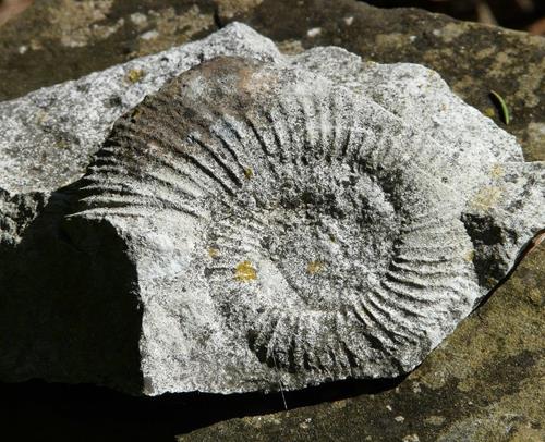 ammonite-54073-1280