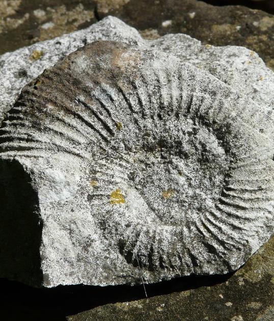 ammonite-54073-1280