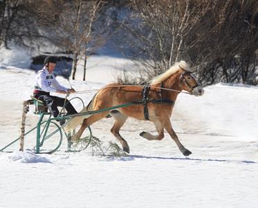 landesmeisterschaft-schlittenfahren-skijoering-02